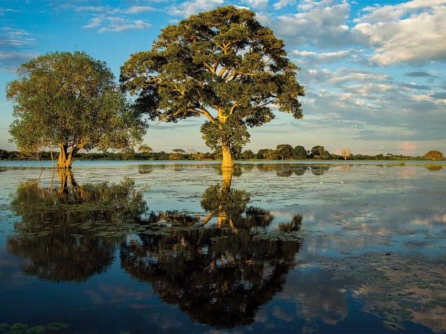 Paisagem do Pantanal